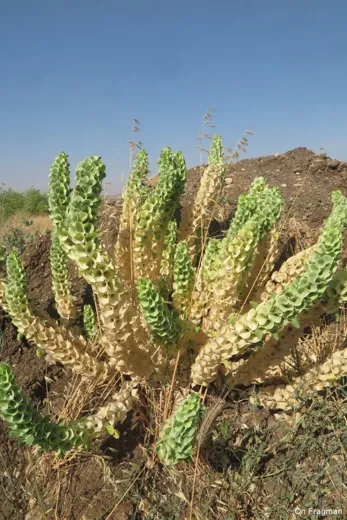 ذبيبينة ناعمة
