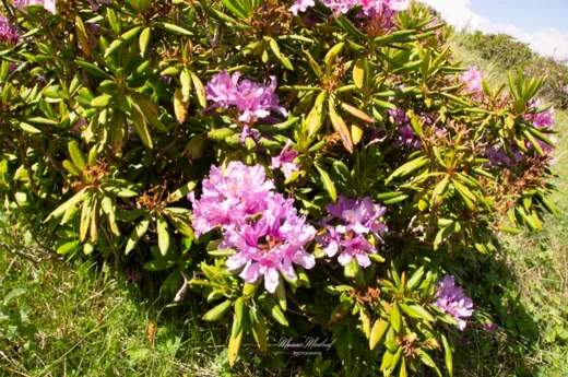 Rhododendron ponticum subsp. ponticum