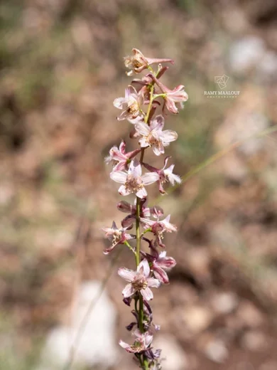 Delphinium fissum subsp. ithaburense