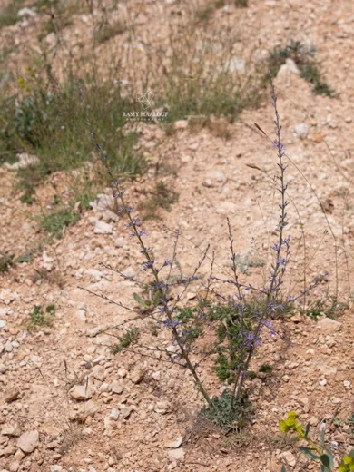 Asyneuma virgatum subsp. virgatum