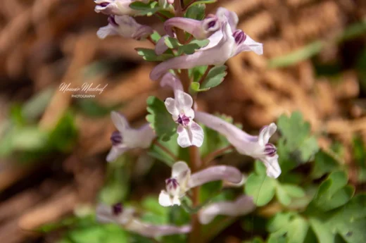 Corydalis triternata