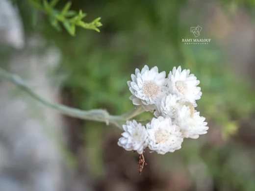Helichrysum virgineum