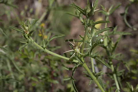 نسب المصنف - غير تجاري 4.0 دولي (CC BY-NC 4.0)- i naturalist.
