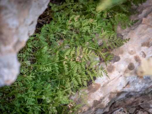 Cystopteris fragilis