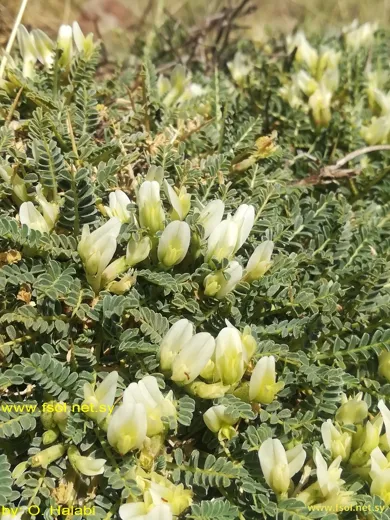 Astragalus angustifolius