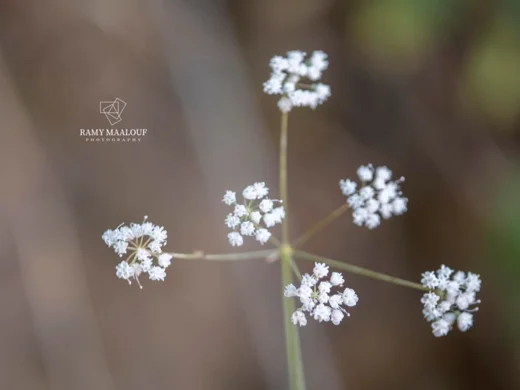 Pimpinella peregrina