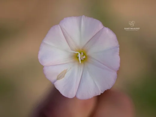 عليق