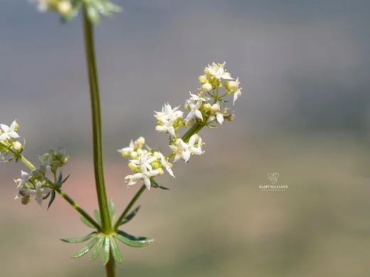 Galium libanoticum