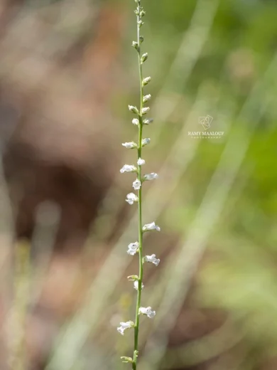 Anarrhinum orientale
