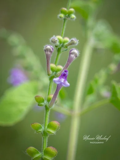Scutellaria brevibracteata