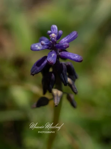 Muscari inconstrictum