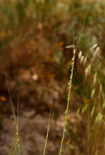 نسب المصنف - غير تجاري 4.0 دولي (CC BY-NC 4.0)- i naturalist.