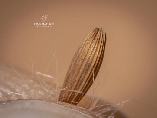 سراغة روبرتية
