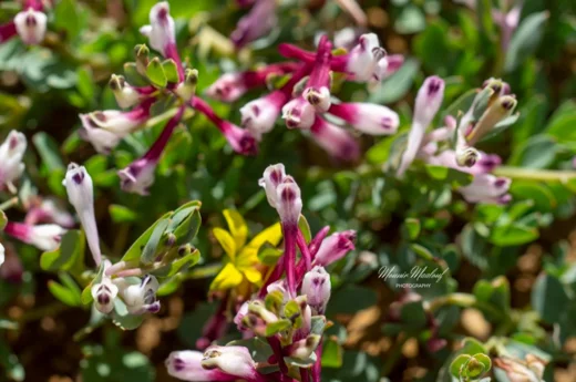 Corydalis erdelii