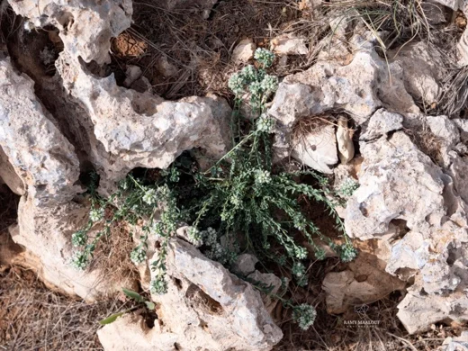 Telephium imperati subsp. orientale