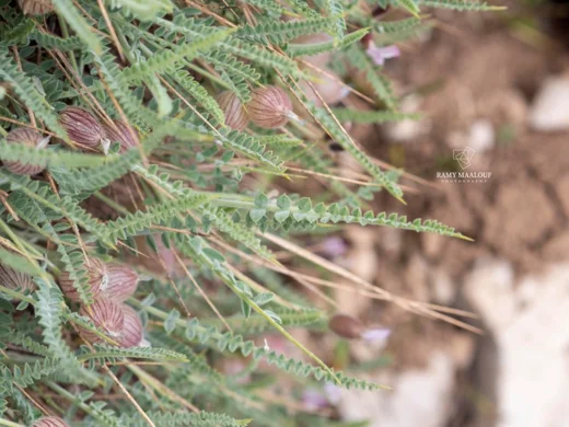 Astragalus coluteoides