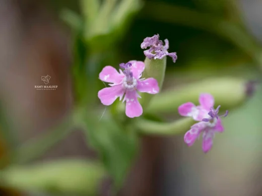Silene aegyptiaca