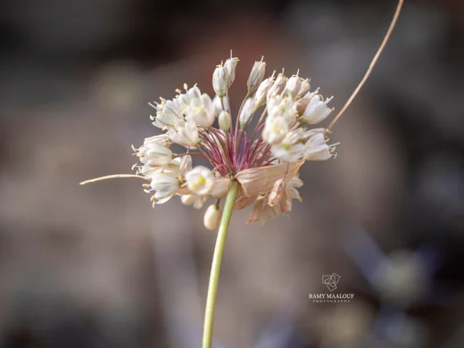 Allium pallens