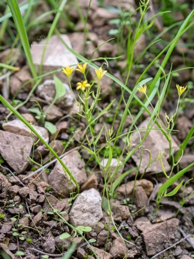 Gagea gageoides