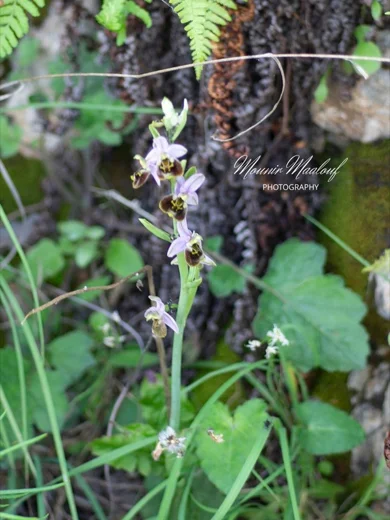 Ophrys fuciflora subsp. libanotica
