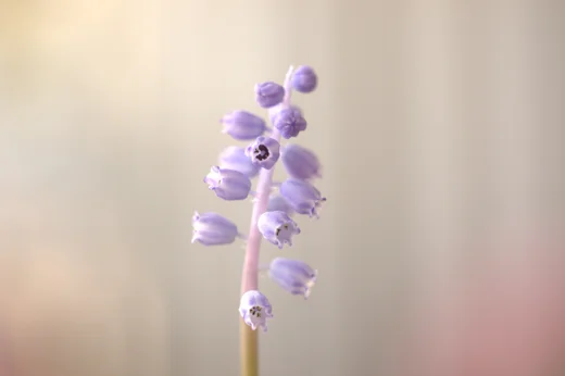 Muscari parviflorum