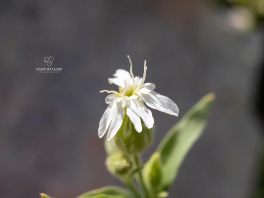 Silene latifolia subsp. alba