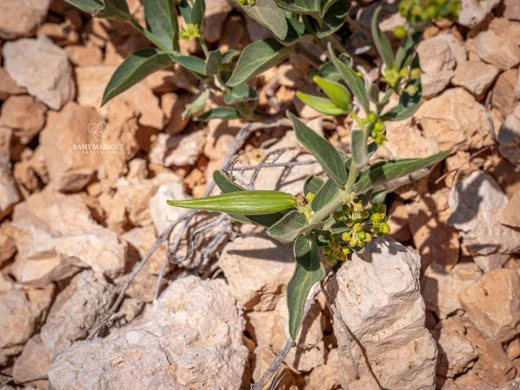 Vincetoxicum dionysiense