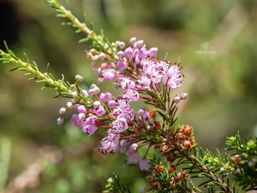 Erica manipuliflora