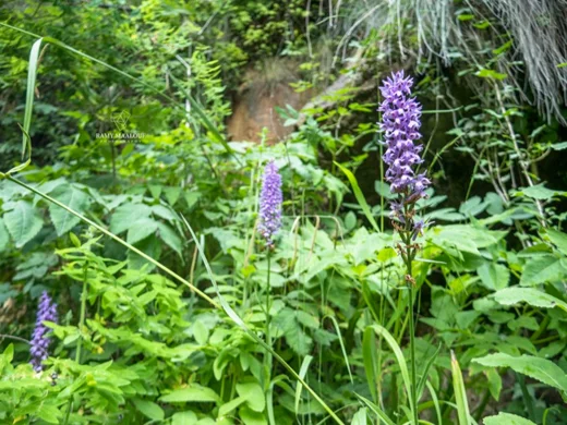 Dactylorhiza phoenissa