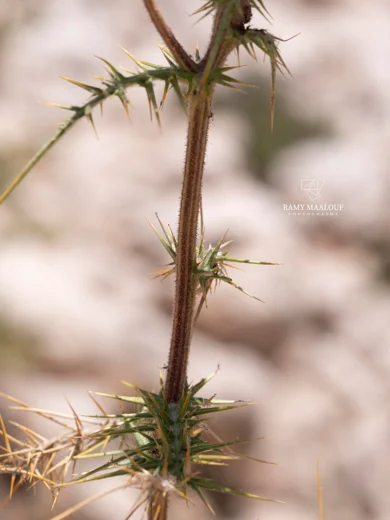Echinops spinosissimus subsp. macrolepis