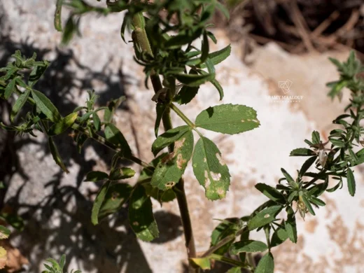Ononis viscosa subsp. breviflora