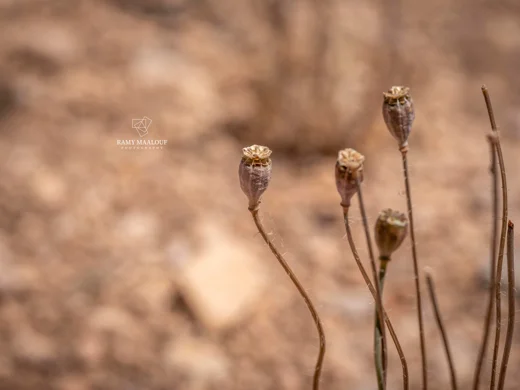 Papaver polytrichum
