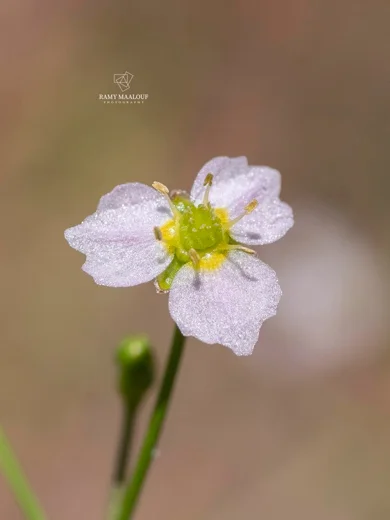 Alisma plantago-aquatica