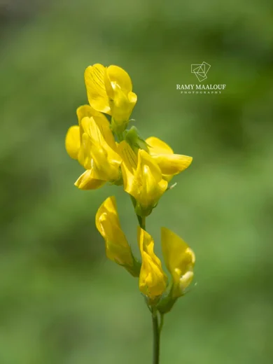 جلبان مرجي