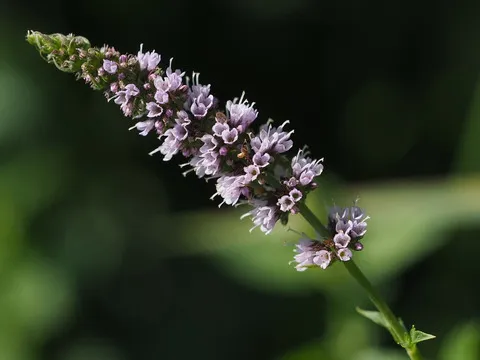 نسب المصنف - غير تجاري 4.0 دولي (CC BY-NC 4.0)- i naturalist.