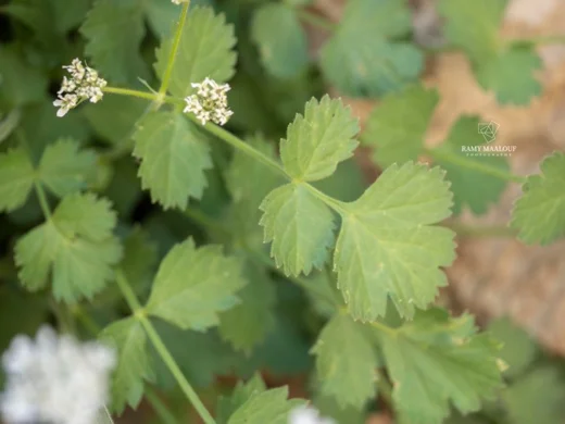 Heracleum humile