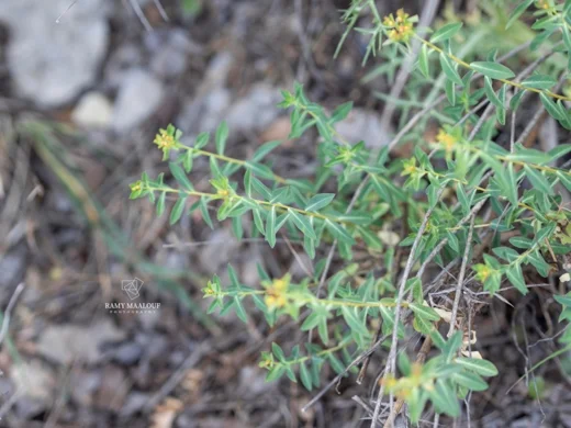 Euphorbia hierosolymitana var. hierosolymitana