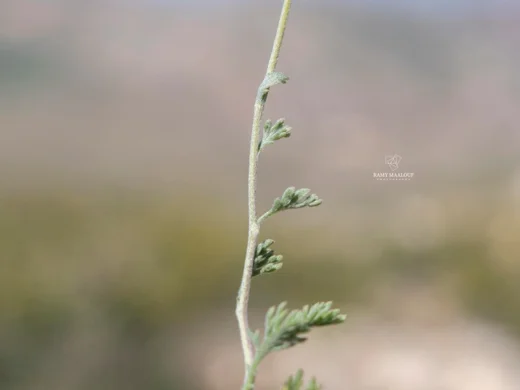 Anthemis cretica subsp. cassia