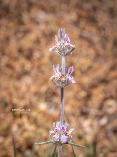 Stachys cretica subsp. vacillans