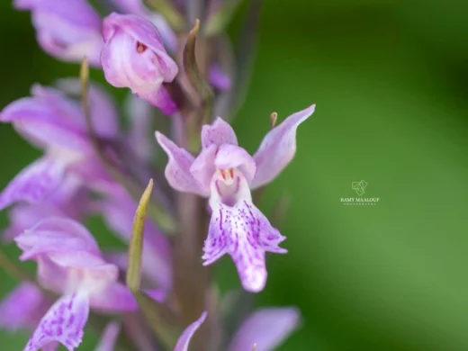 Dactylorhiza phoenissa