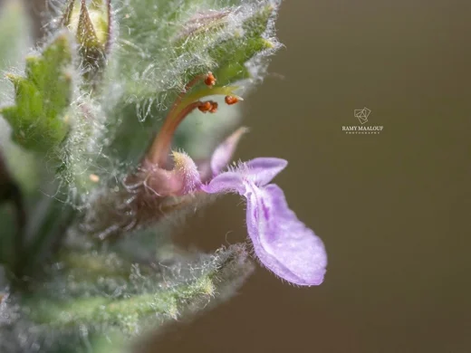 Teucrium scordium subsp. scordioides
