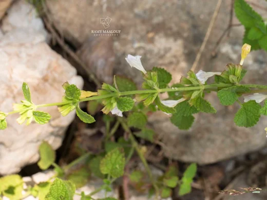 Melissa officinalis subsp. inodora