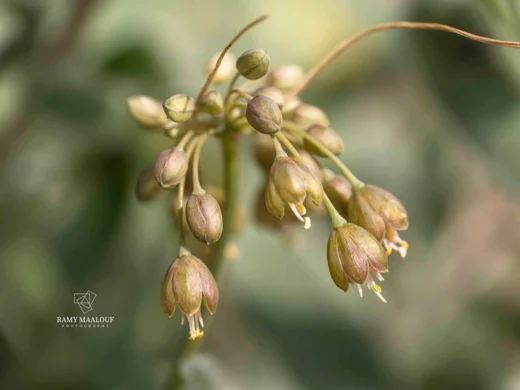 Allium pseudostamineum