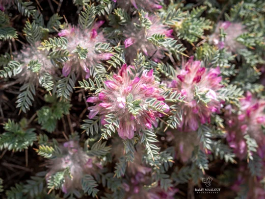 Astragalus cruentiflorus