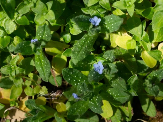 Melanortocarya obtusifolia
