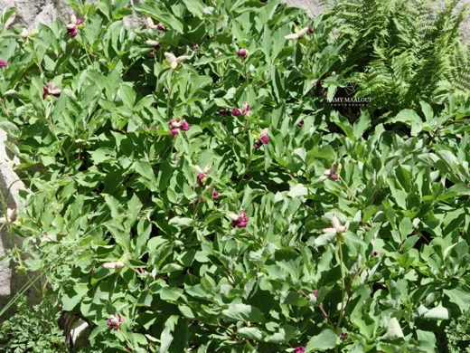 Paeonia mascula
