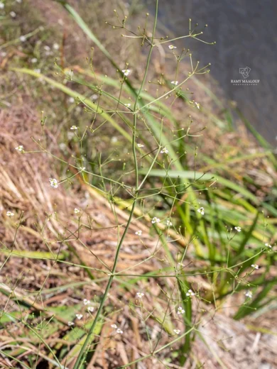 Alisma plantago-aquatica