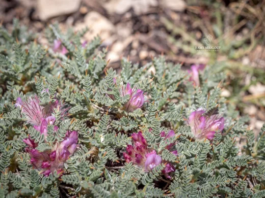 Astragalus cruentiflorus