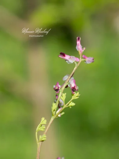 Fumaria densiflora