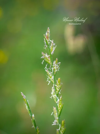 Lolium rigidum